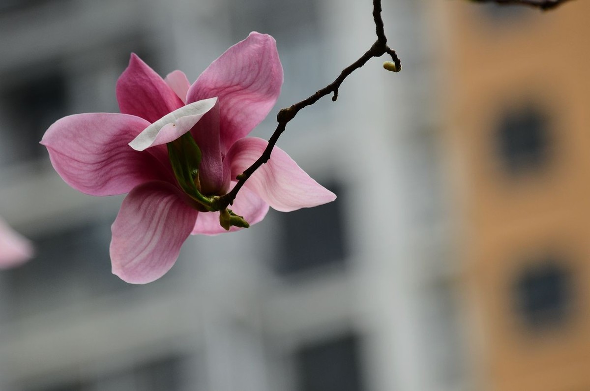 花卉系列【3324】