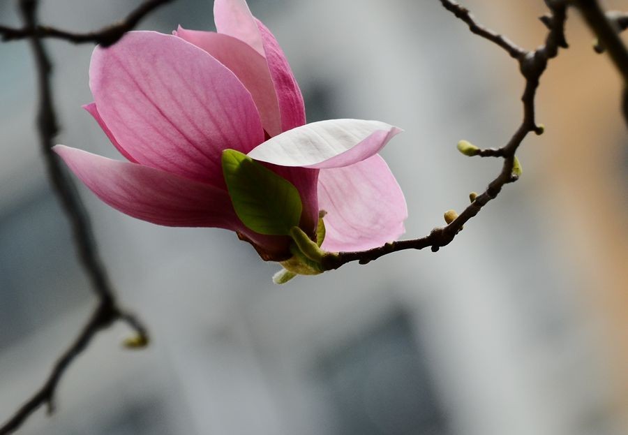 花卉系列【3324】