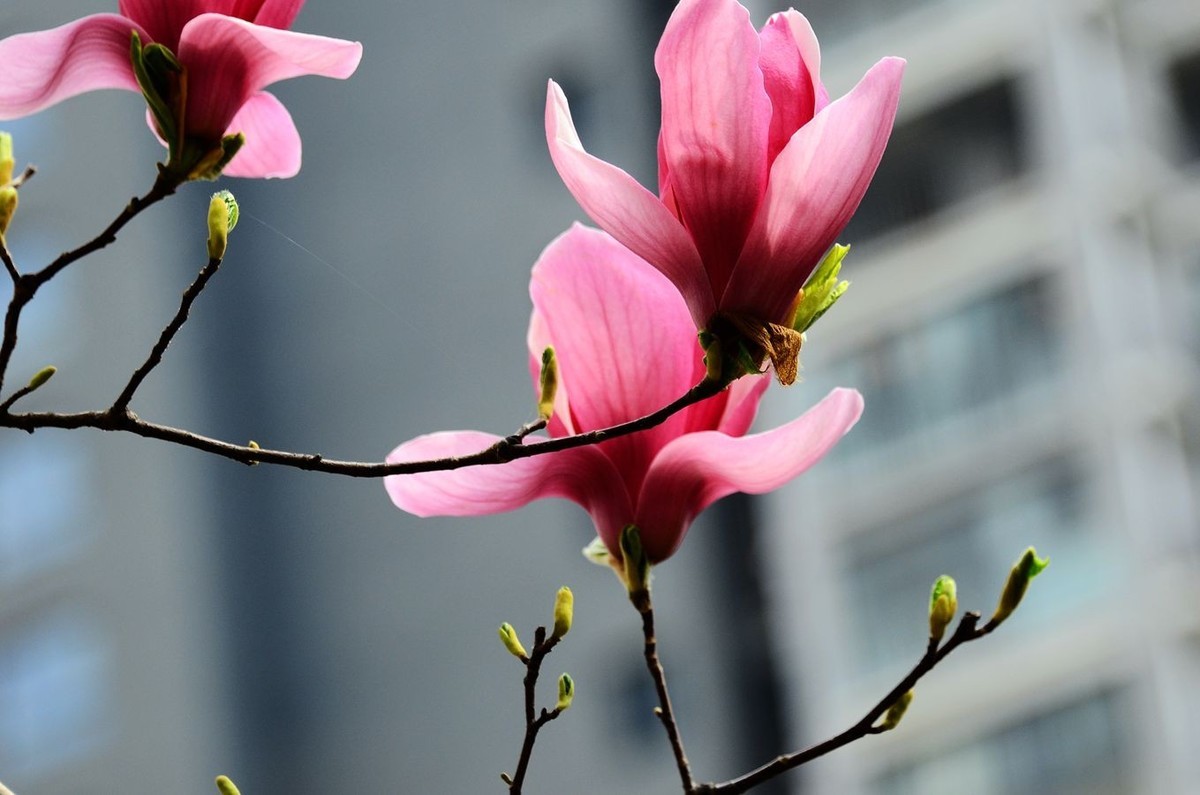 花卉系列【3325】