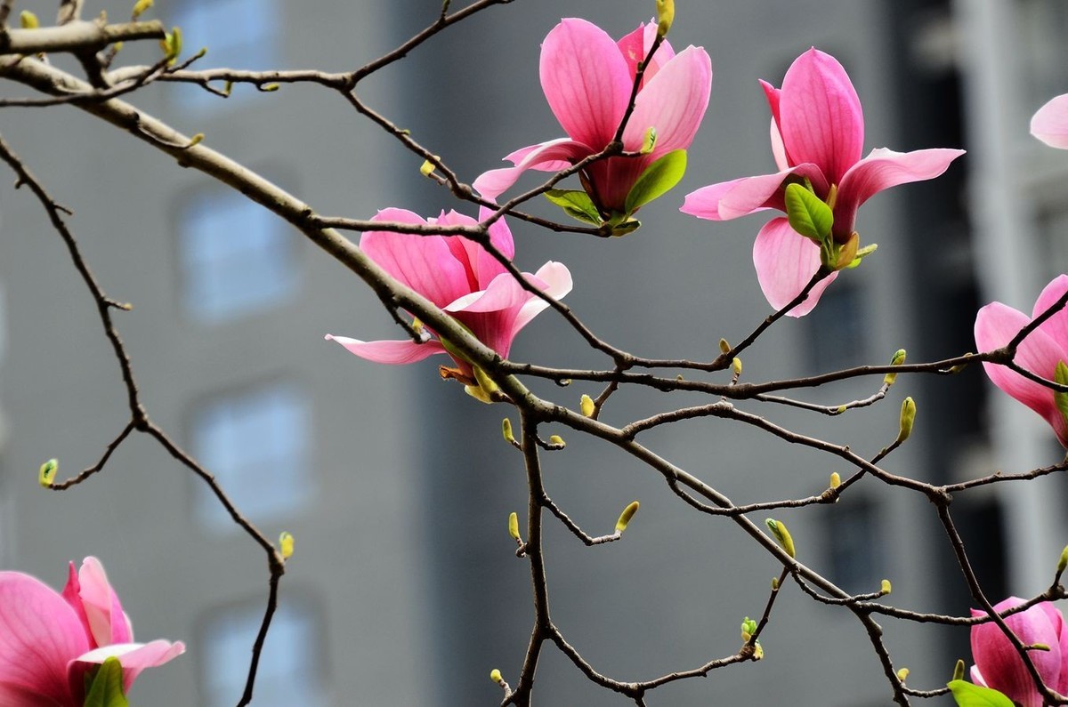 花卉系列【3325】