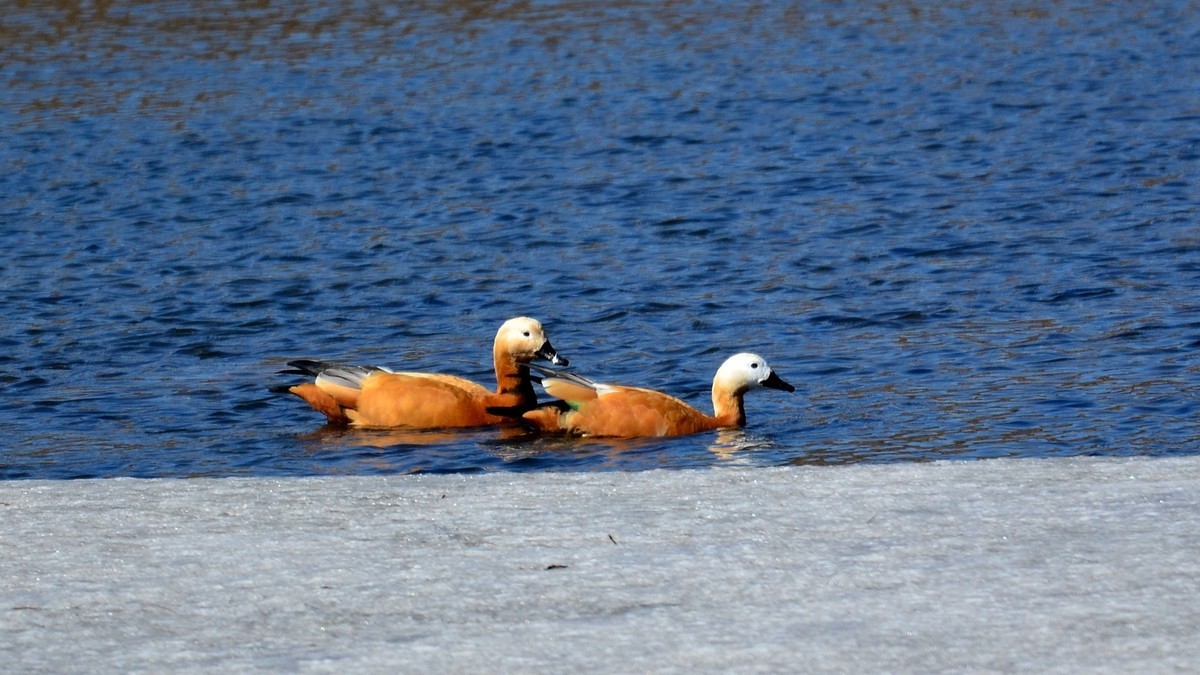 成双成对赤麻鸭