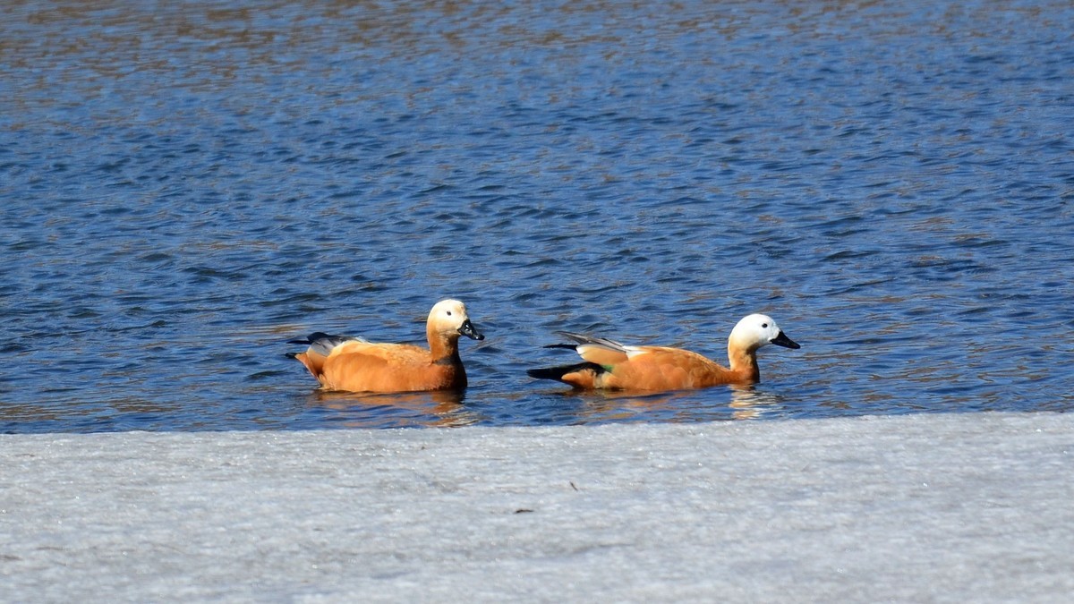 成双成对赤麻鸭
