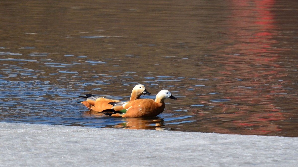 成双成对赤麻鸭