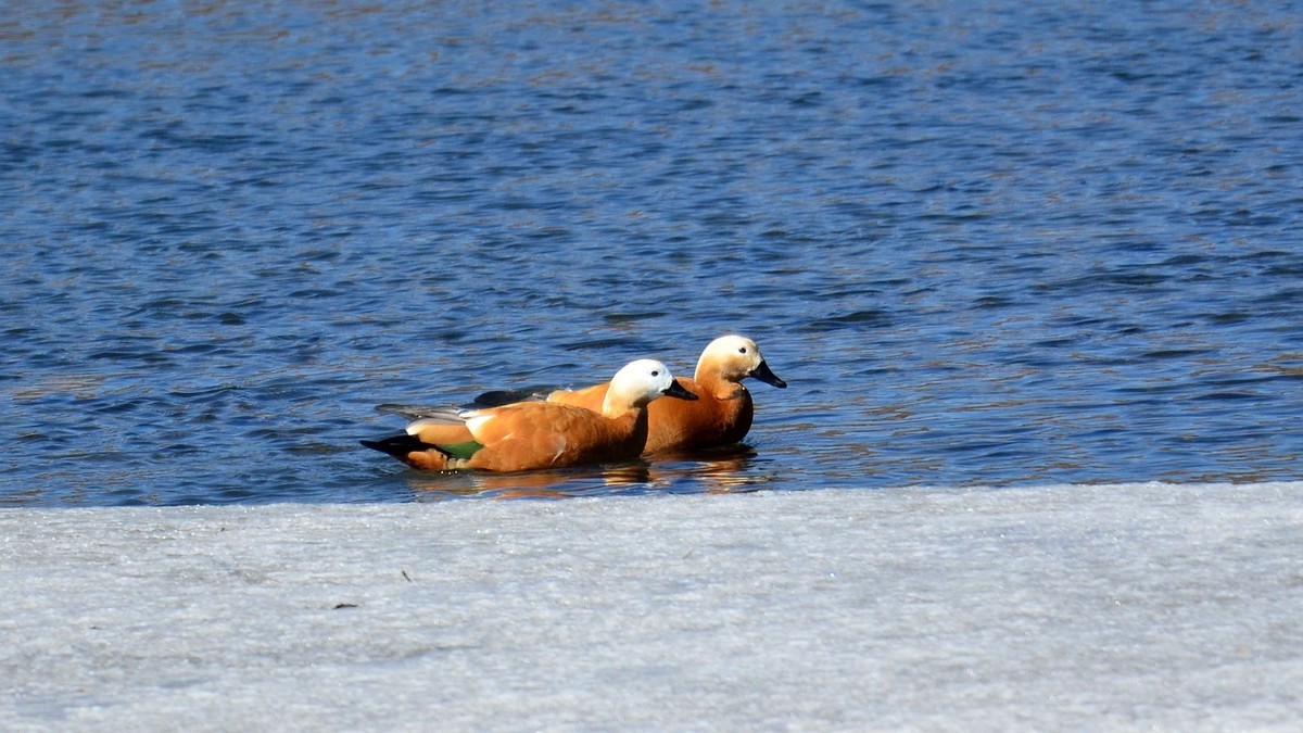 成双成对赤麻鸭