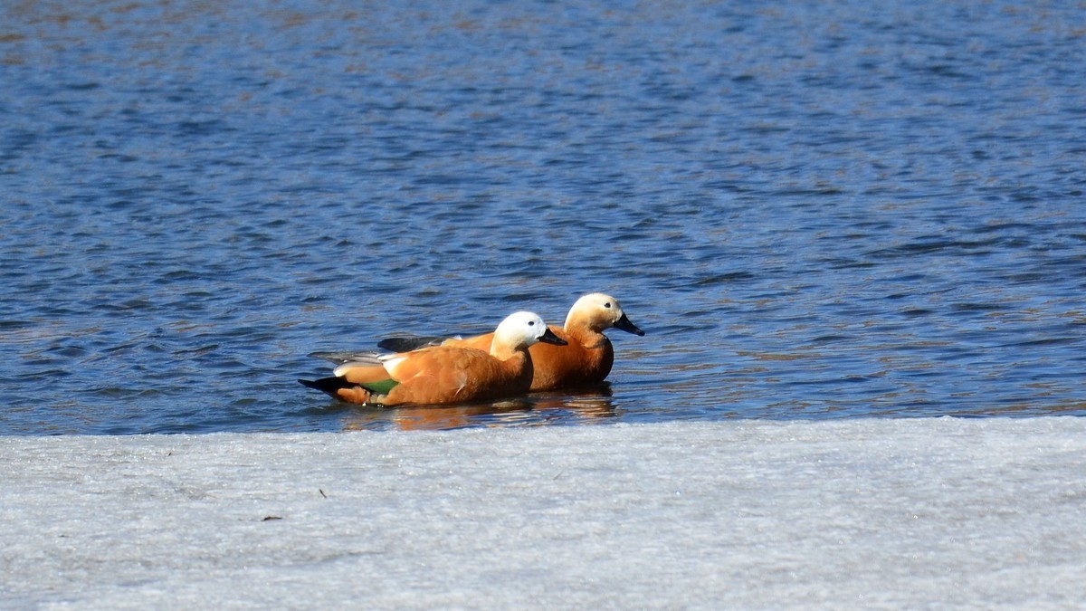 成双成对赤麻鸭