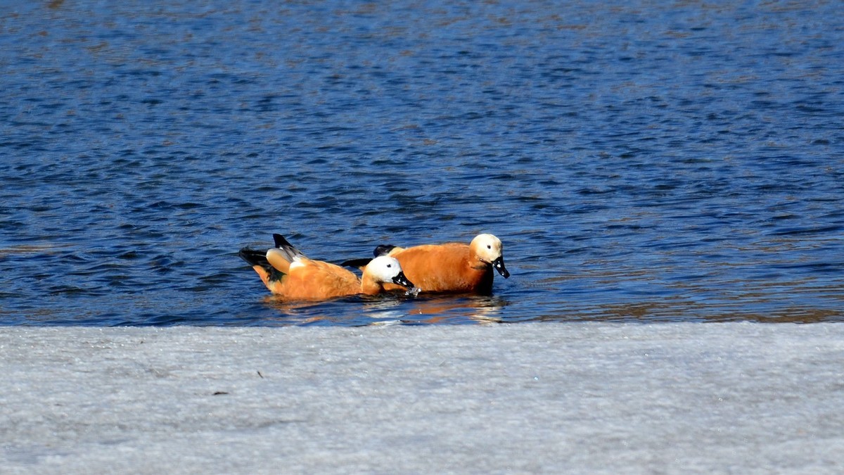 成双成对赤麻鸭