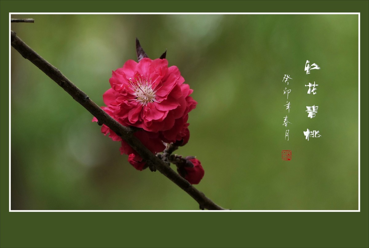 碧桃枝头舞婀娜，风吹春树飞红霞