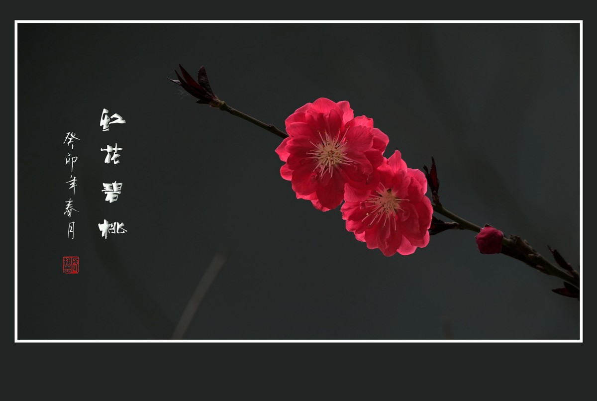 碧桃枝头舞婀娜，风吹春树飞红霞