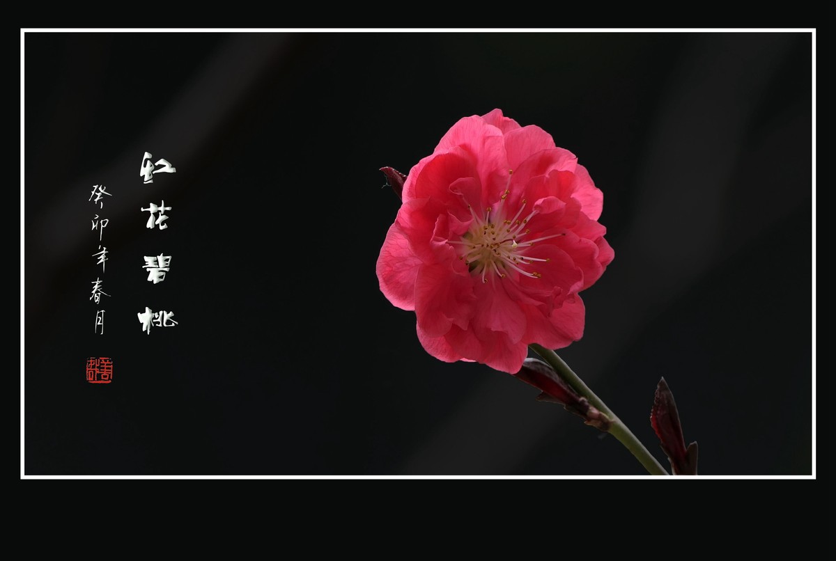 碧桃枝头舞婀娜，风吹春树飞红霞