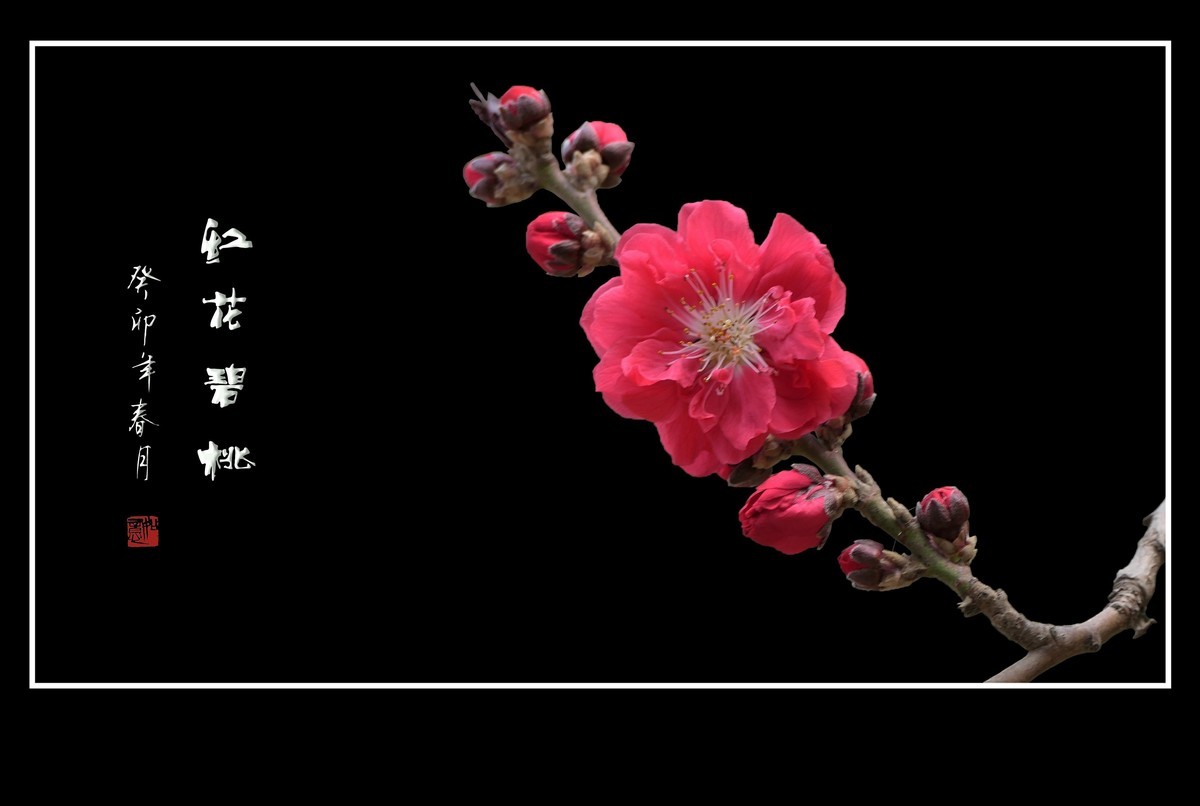 碧桃枝头舞婀娜，风吹春树飞红霞