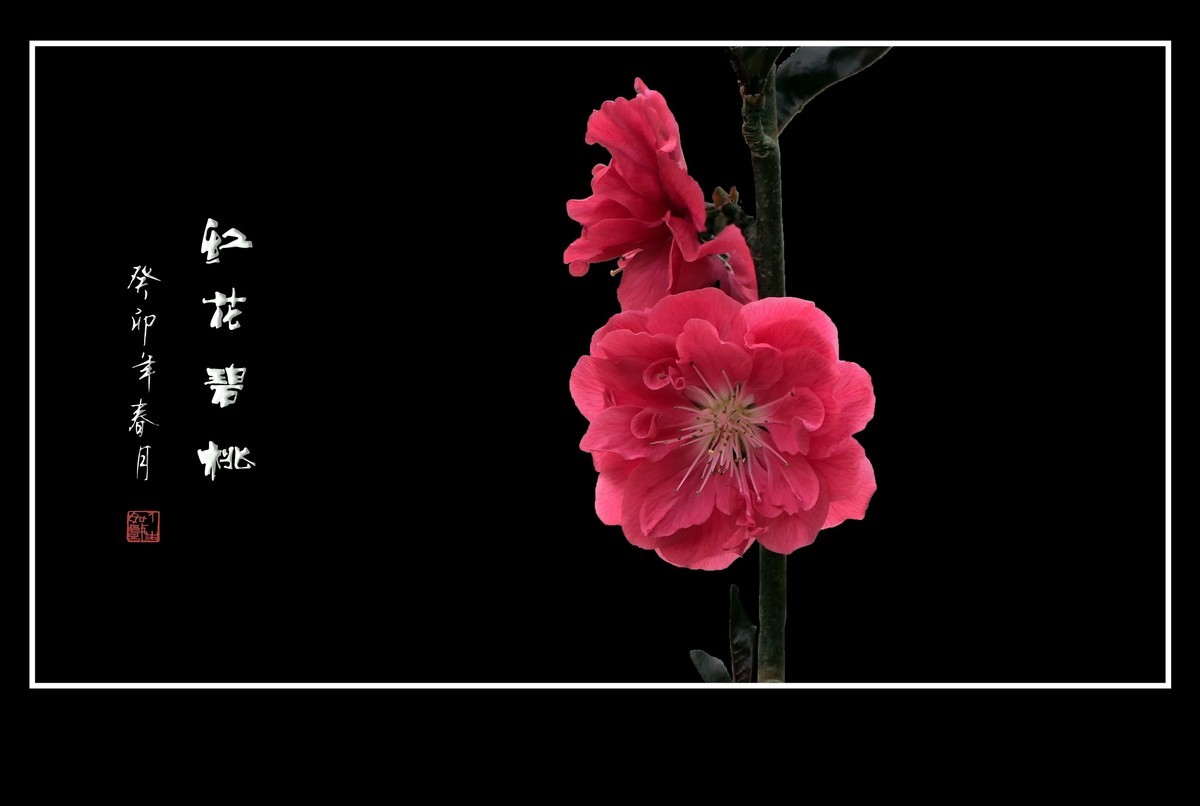 碧桃枝头舞婀娜，风吹春树飞红霞