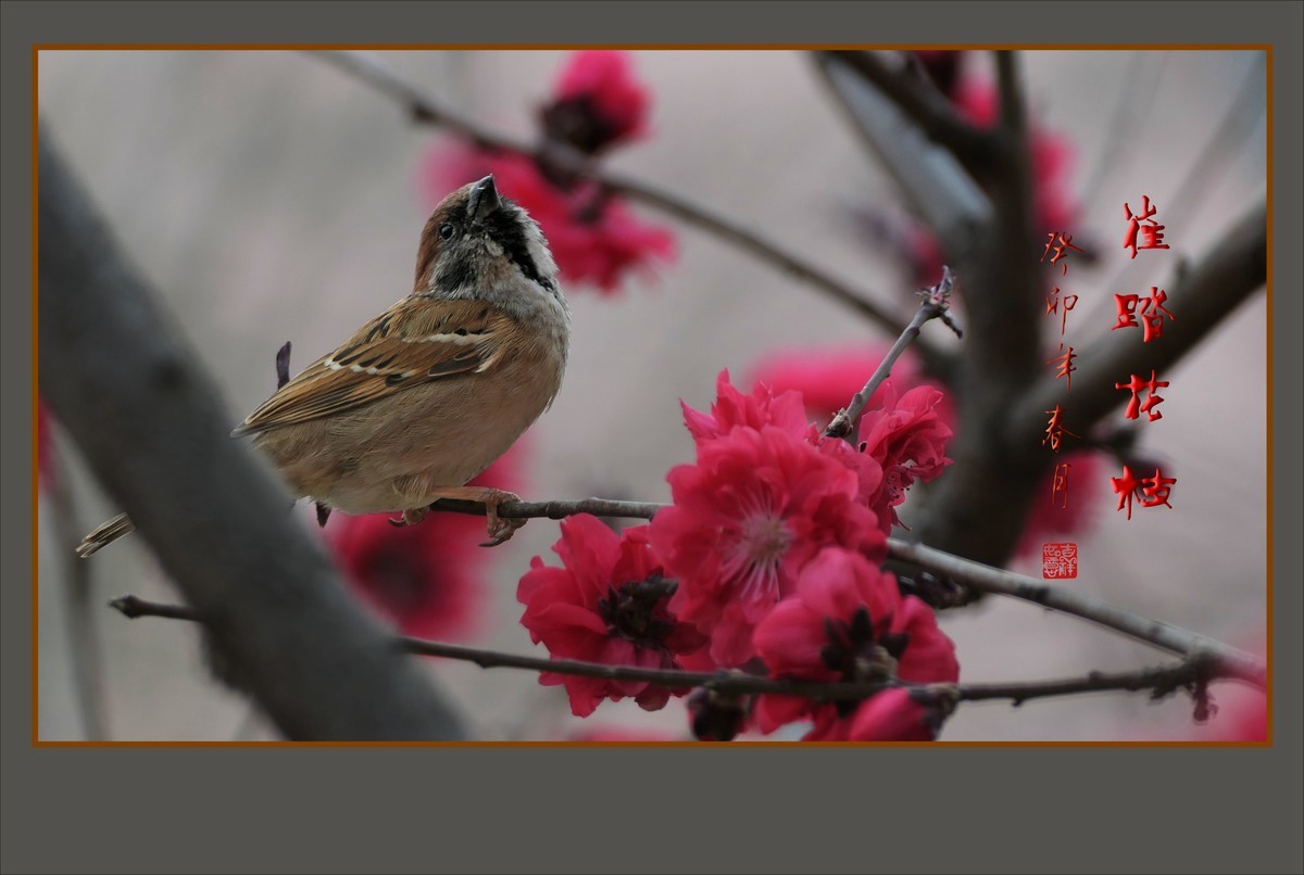 碧桃枝头舞婀娜，风吹春树飞红霞