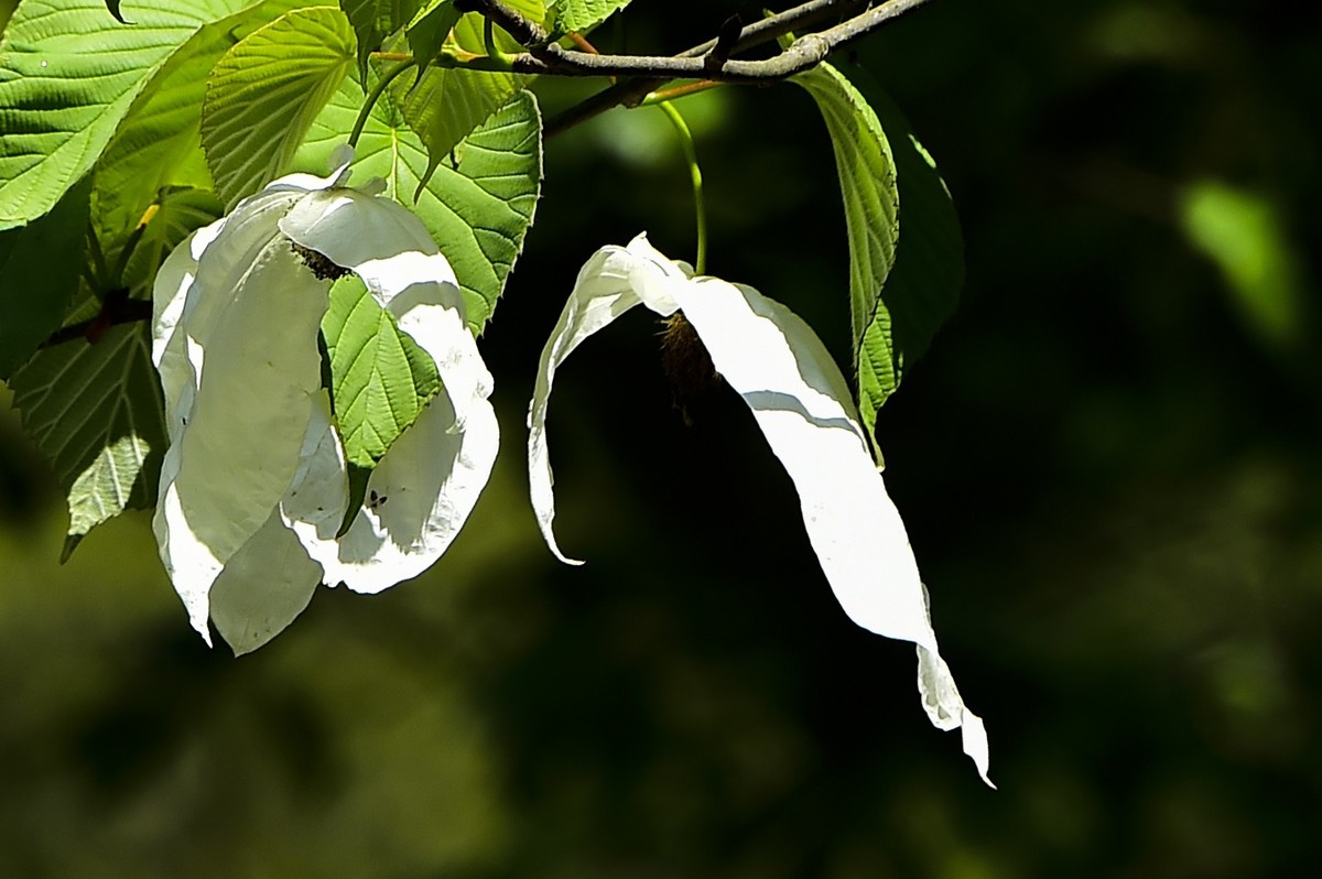 荥经黄家湾鸽子花