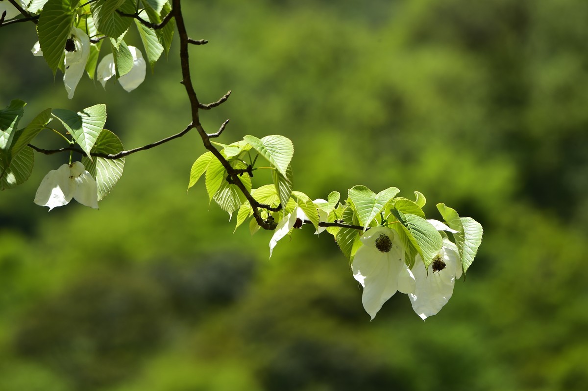 荥经黄家湾鸽子花