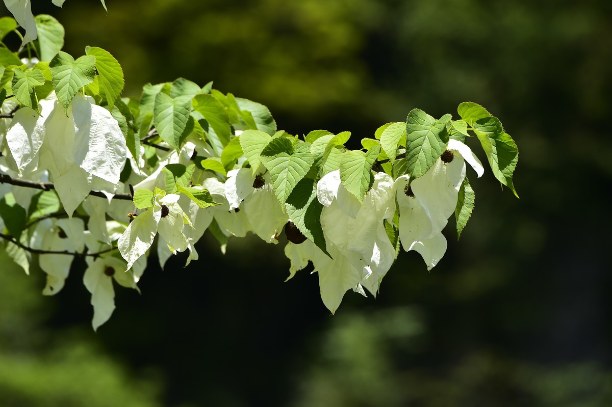 荥经黄家湾鸽子花