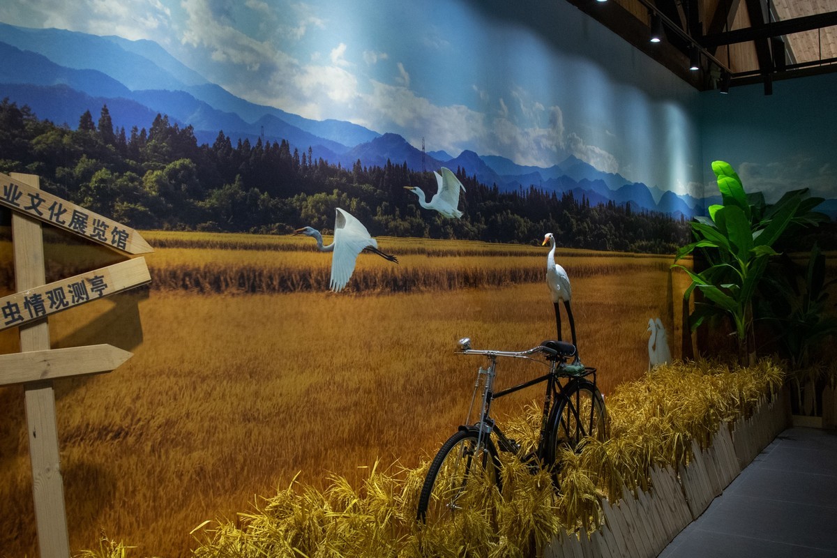 增城丝苗米（三）