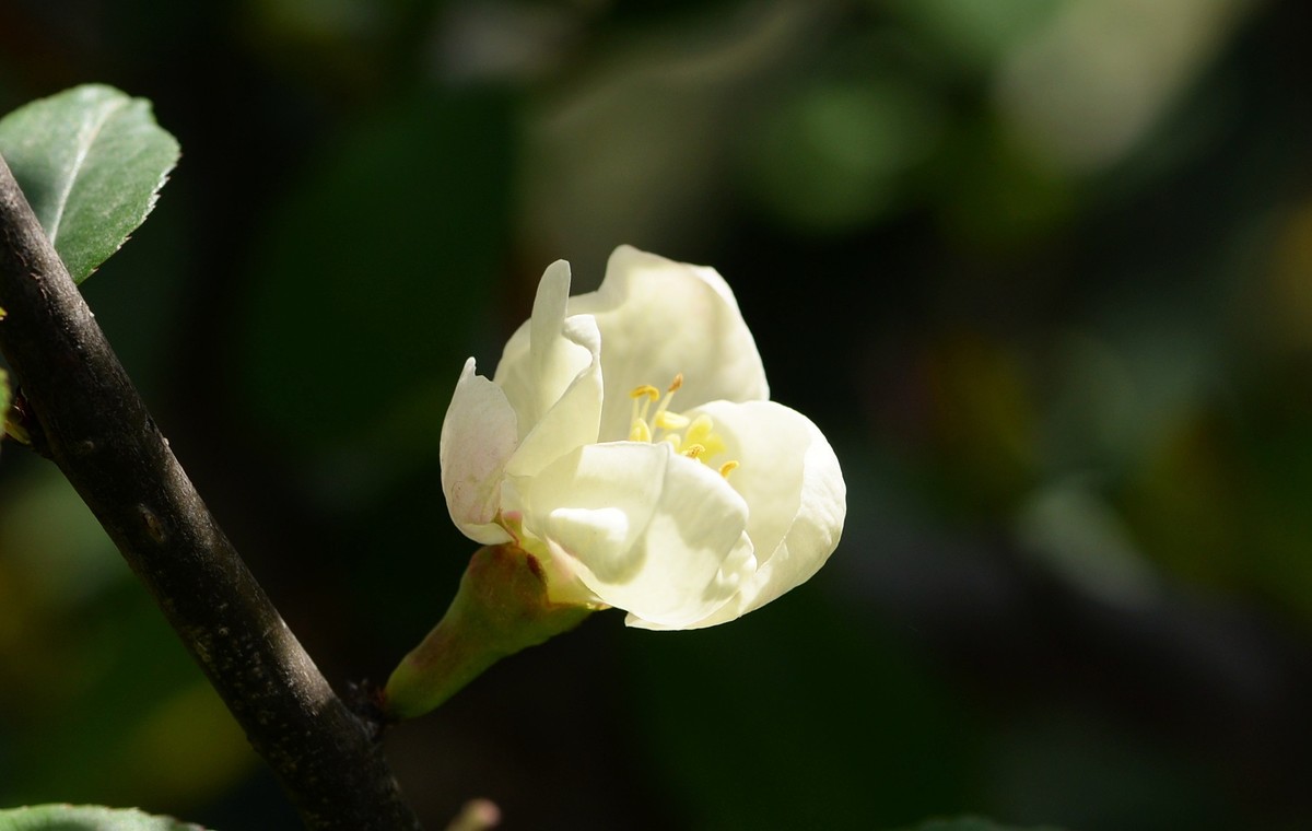 海棠四品②（木瓜）