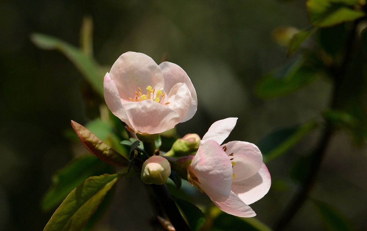 海棠四品②（木瓜）