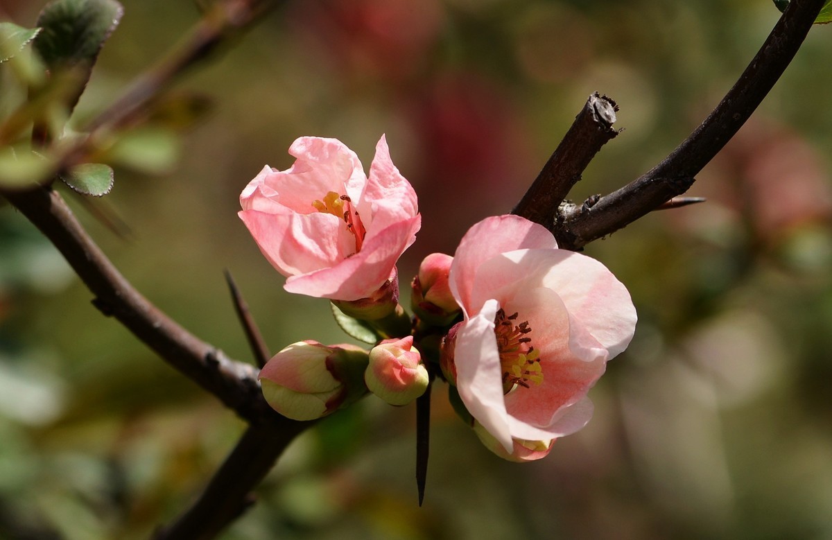 海棠四品②（木瓜）