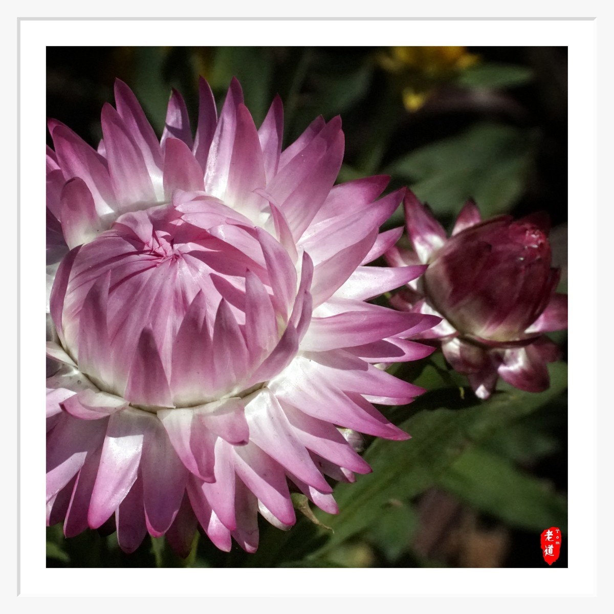 东风袅袅 春花妩媚