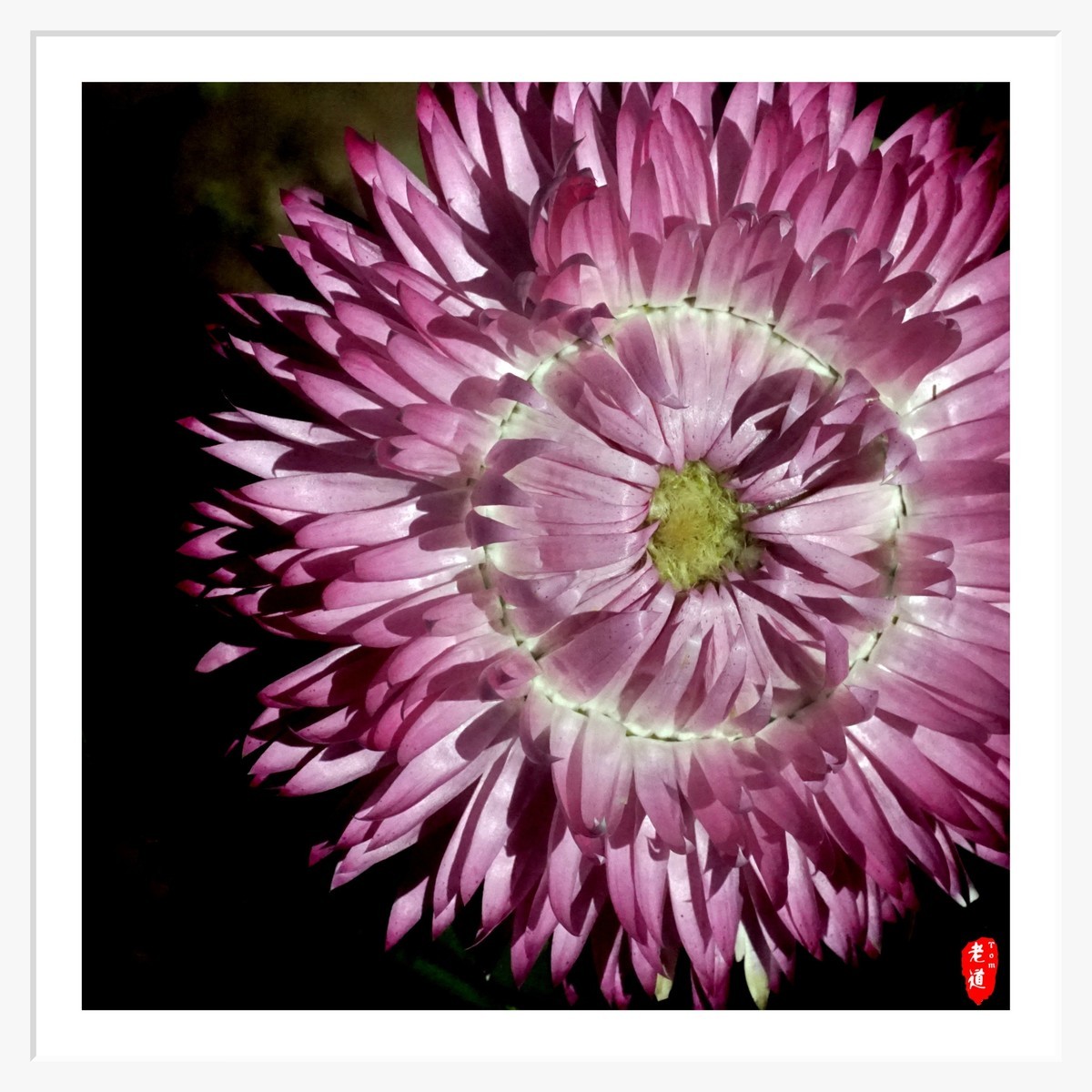 东风袅袅 春花妩媚