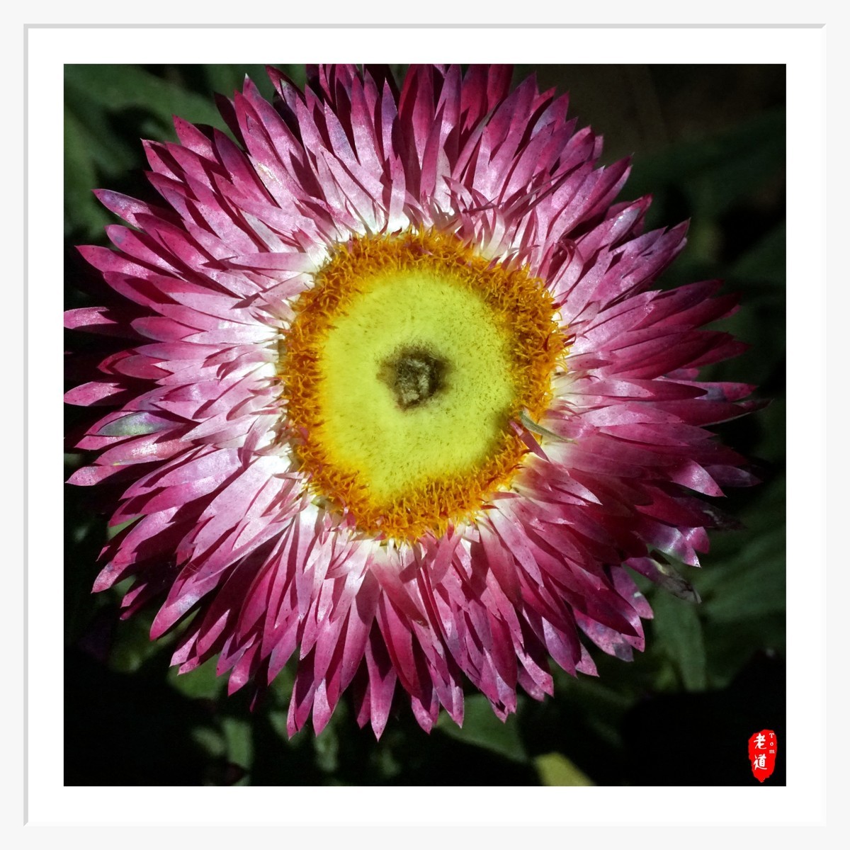 东风袅袅 春花妩媚