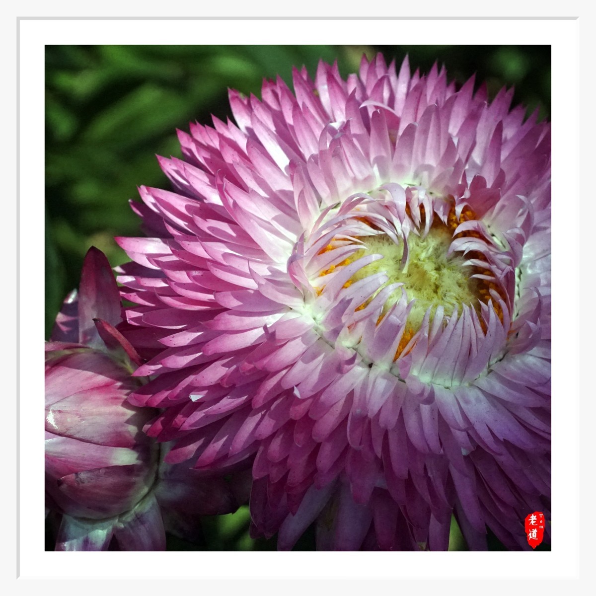 东风袅袅 春花妩媚