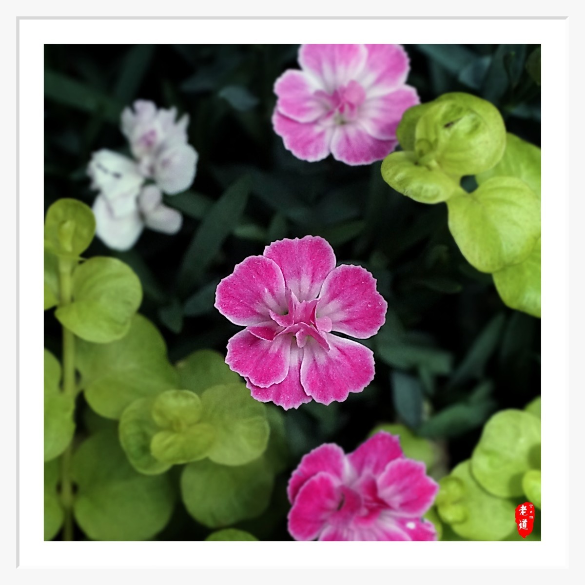 东风袅袅 春花妩媚