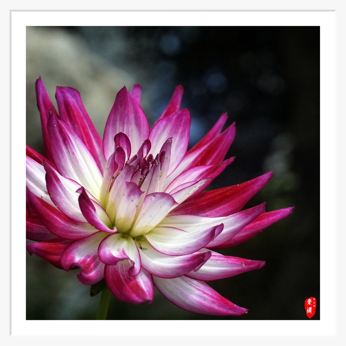 东风袅袅 春花妩媚