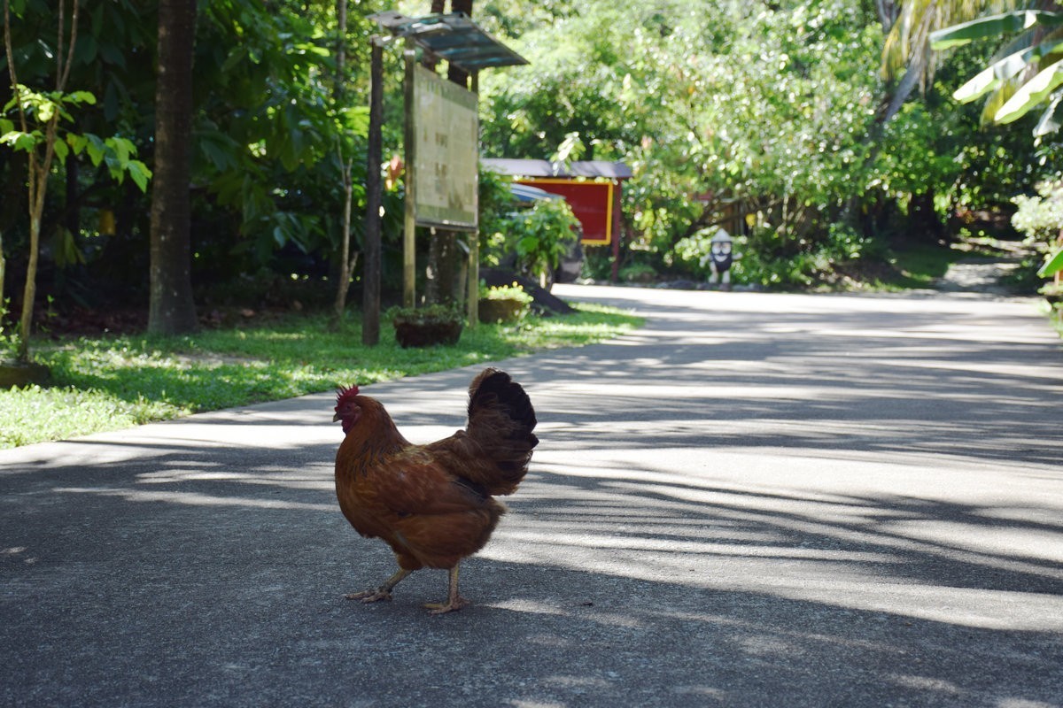 2024夏 海南环岛行（67）体验隆苑咖啡制作流程