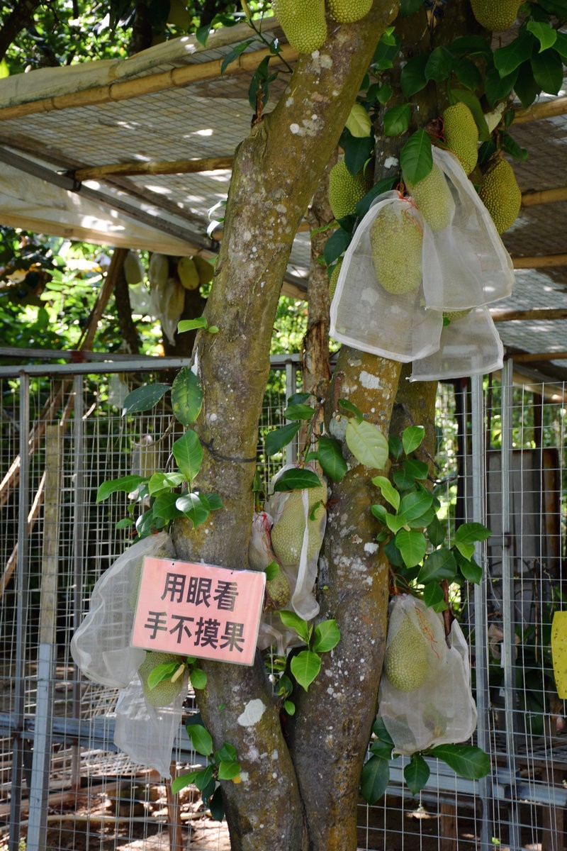 2024夏 海南环岛行（67）体验隆苑咖啡制作流程