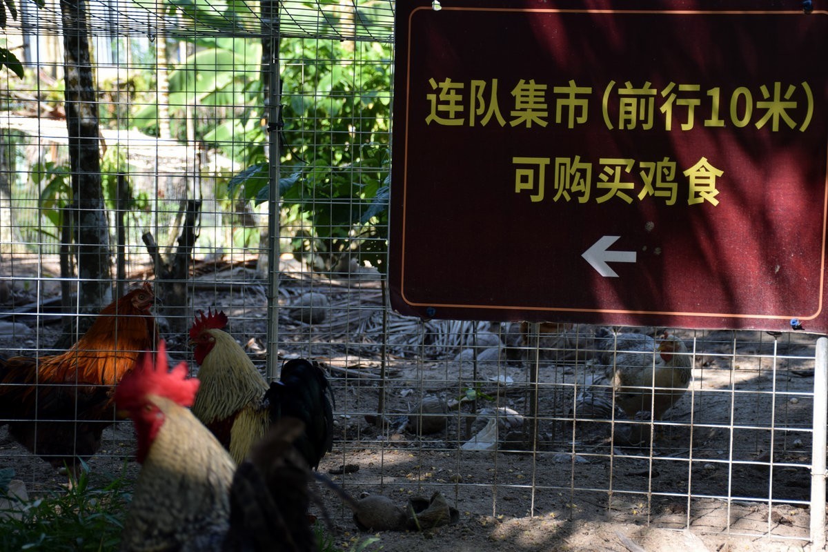 2024夏 海南环岛行（67）体验隆苑咖啡制作流程