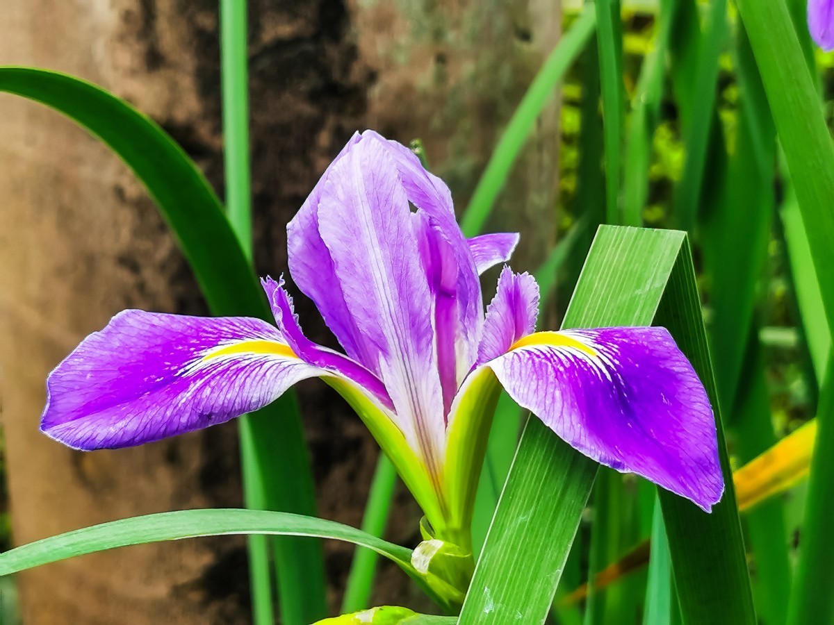 花菖蒲