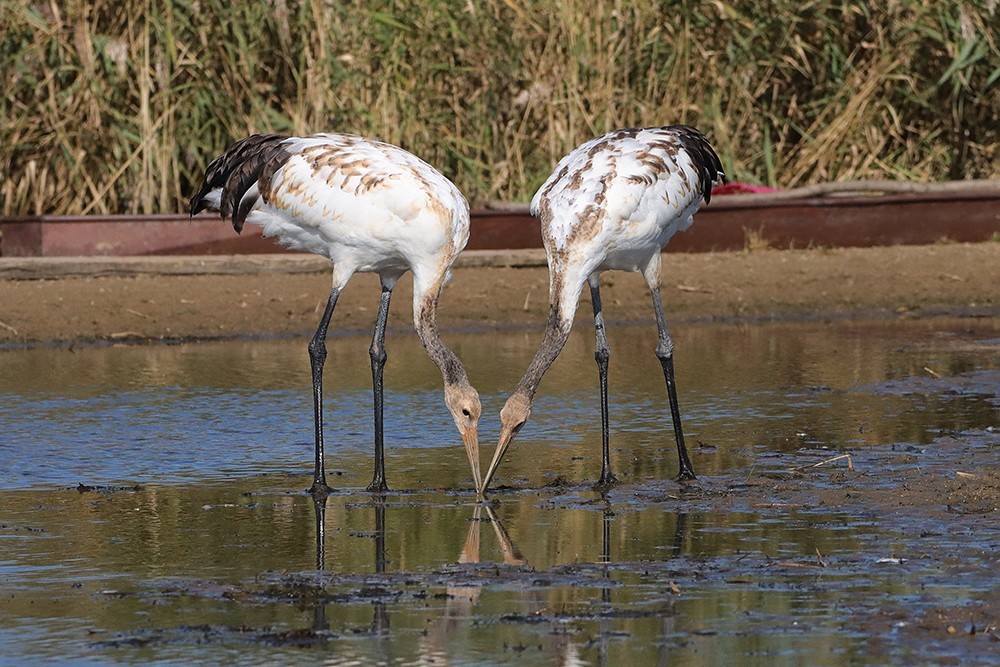 丹顶鹤的家园看丹顶鹤
