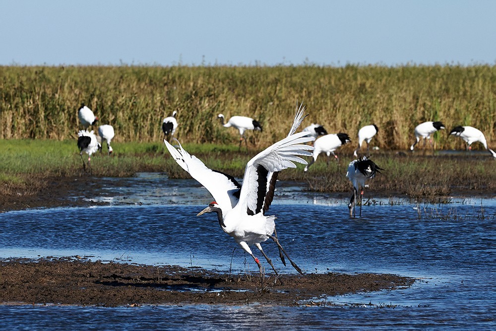 丹顶鹤的家园看丹顶鹤