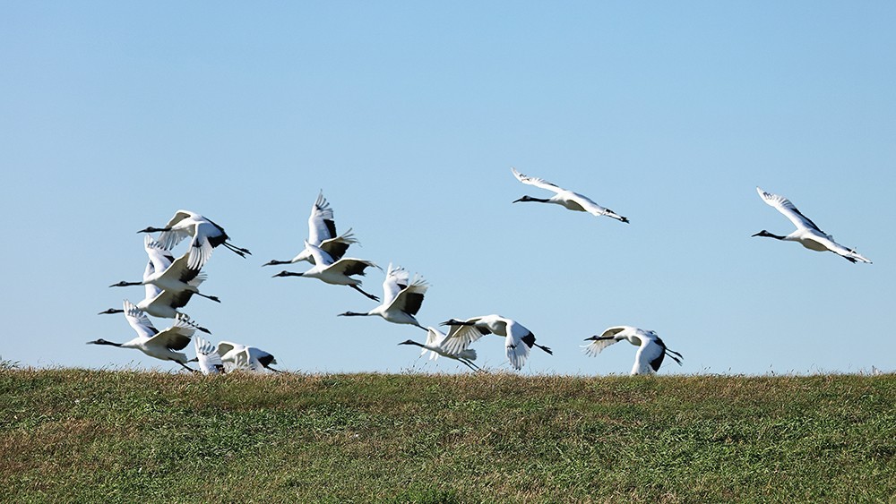 丹顶鹤的家园看丹顶鹤