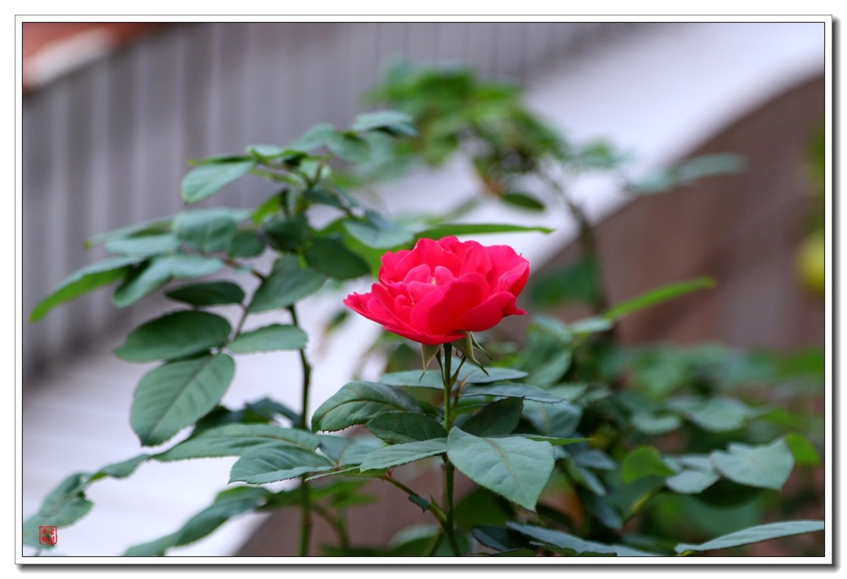 把松下L10卖了，买了台佳能200d二代小巧单反