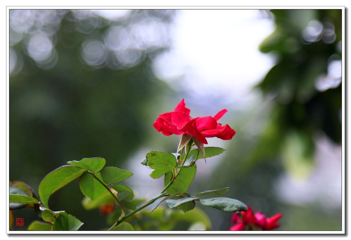 把松下L10卖了，买了台佳能200d二代小巧单反