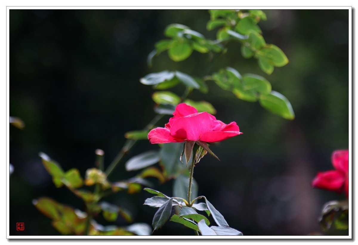 把松下L10卖了，买了台佳能200d二代小巧单反