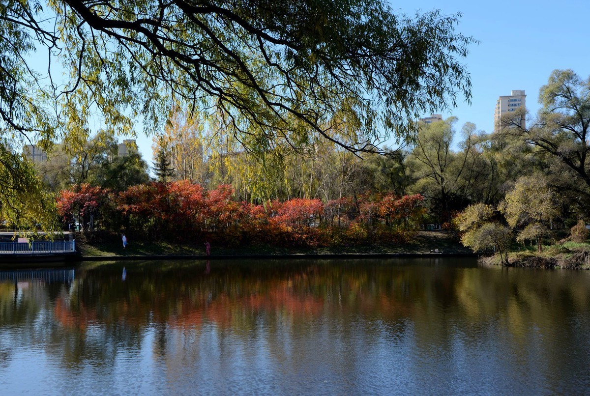 阳明公园秋色（完）