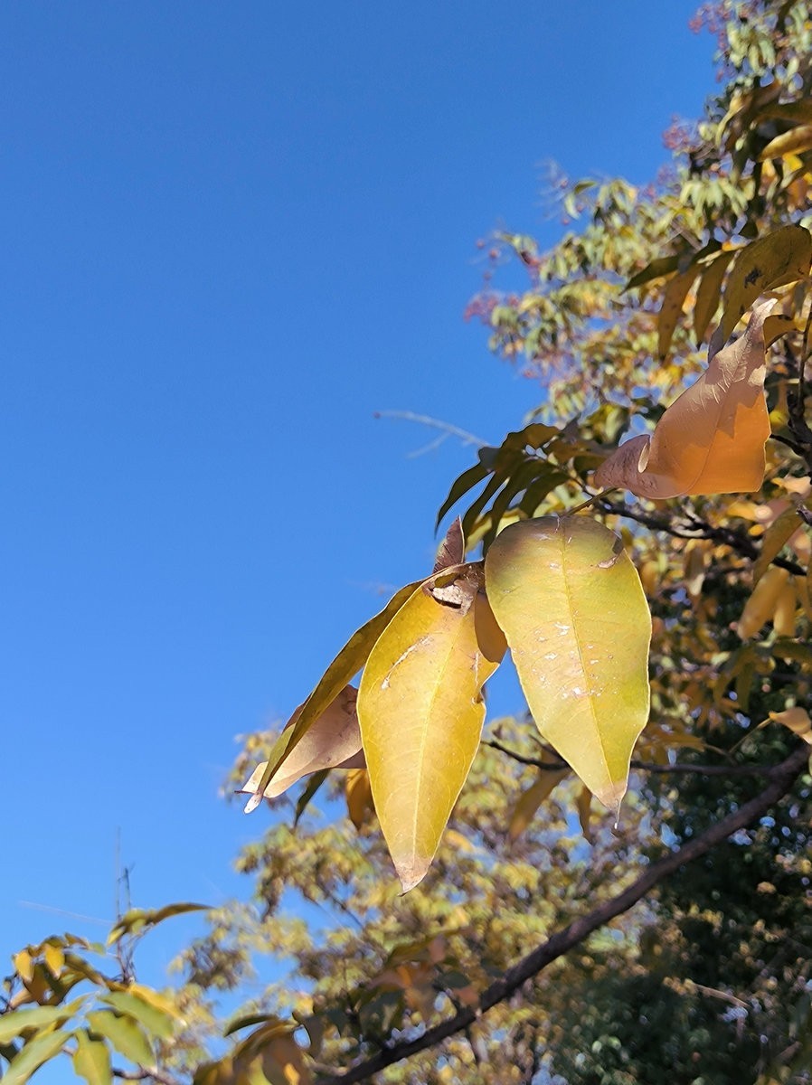 漫步星城 走街串巷（574）咸嘉湖景区