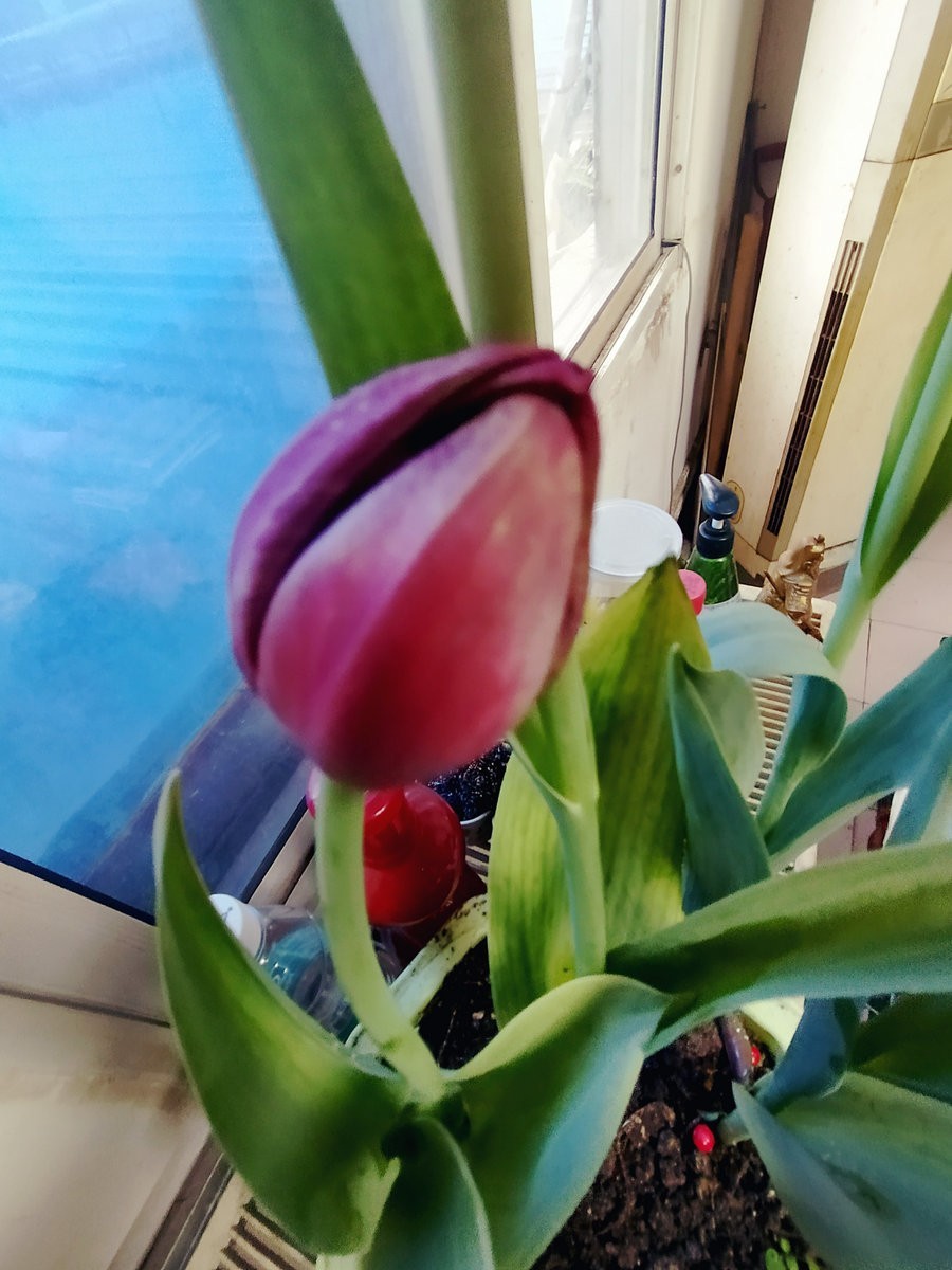 漫步星城 走街串巷（180）企盼阳光