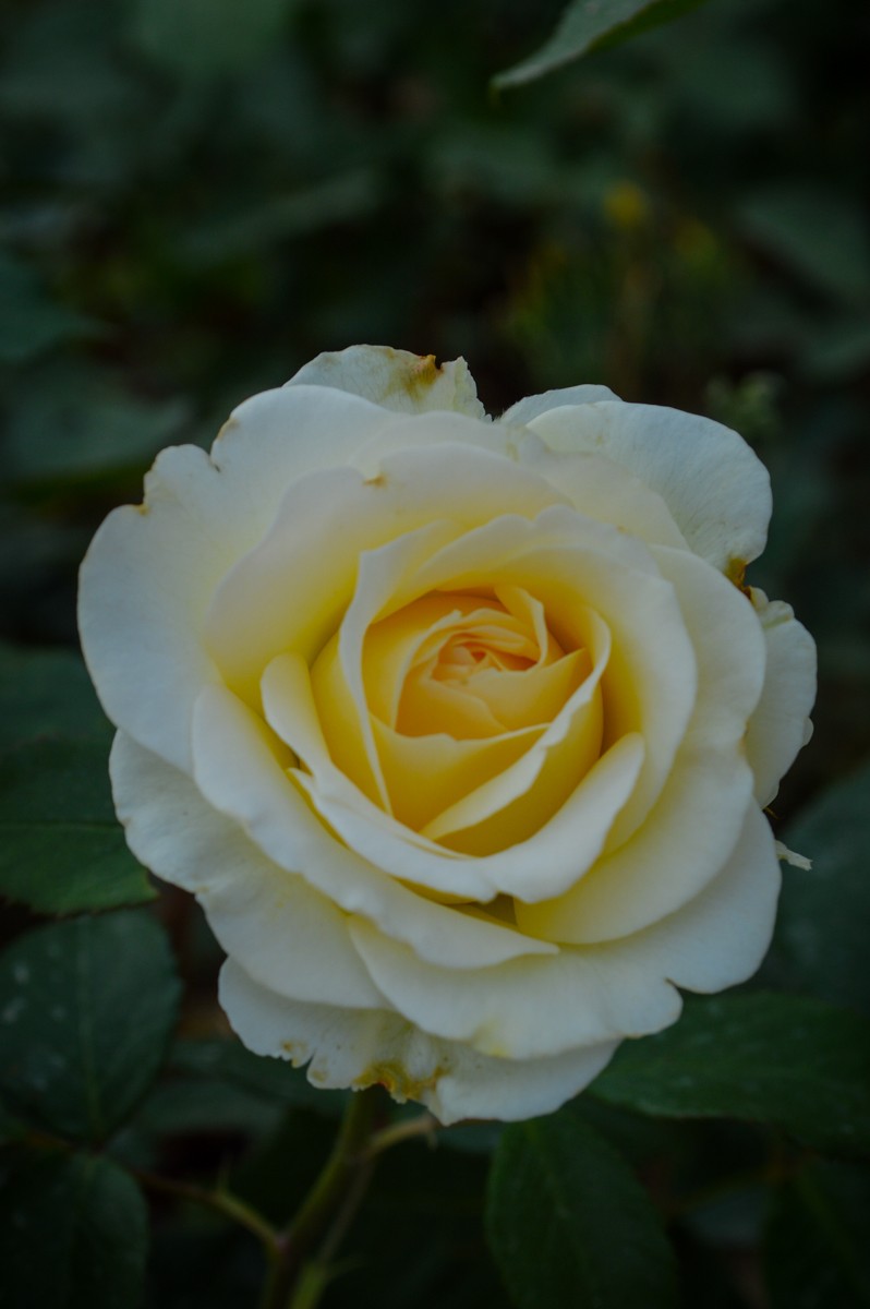 公园花卉随拍-16（0517）