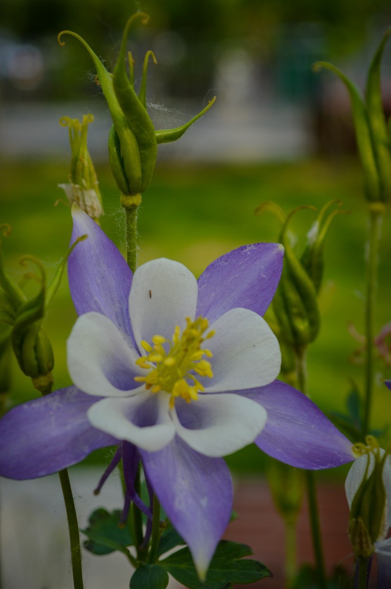 公园花卉随拍-16（0517）