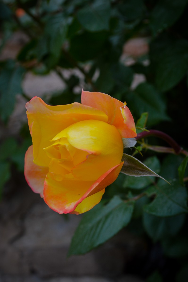 公园花卉随拍-16（0517）