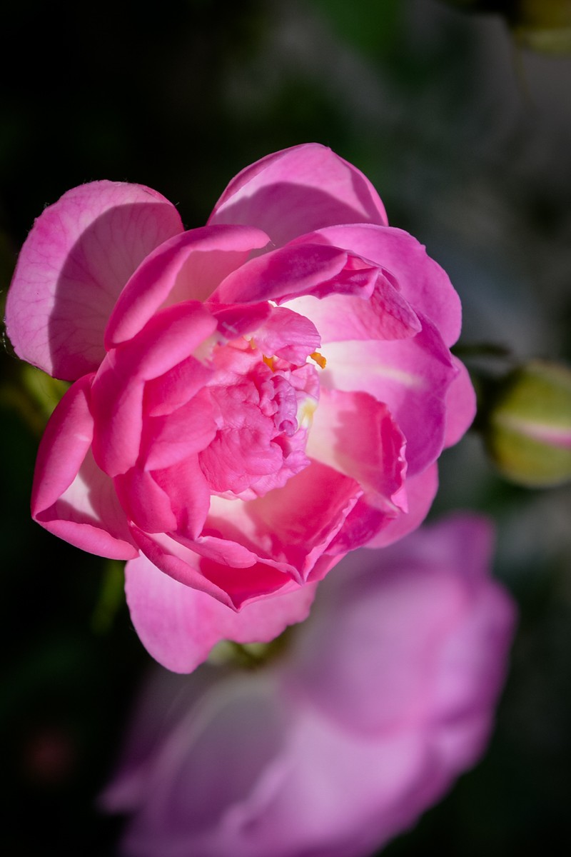 公园花卉随拍-16（0517）