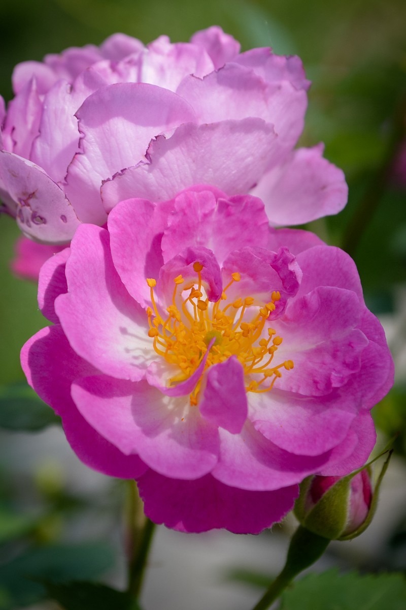 公园花卉随拍-16（0517）