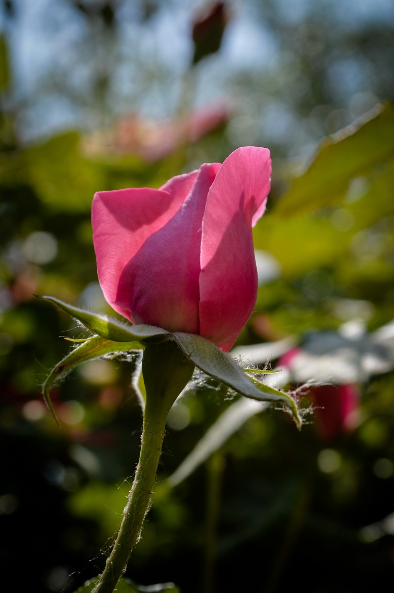 公园花卉随拍-16（0517）