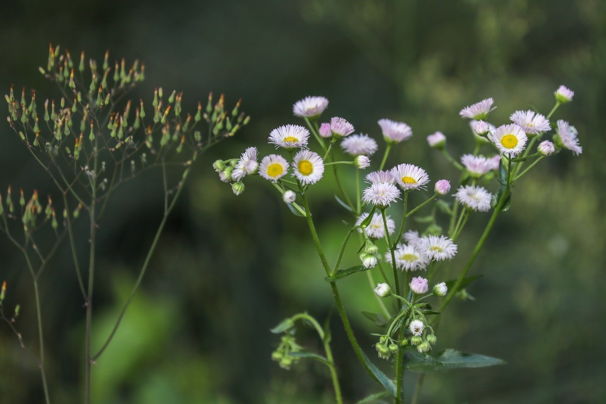 封控第39曰----小区野花半人高