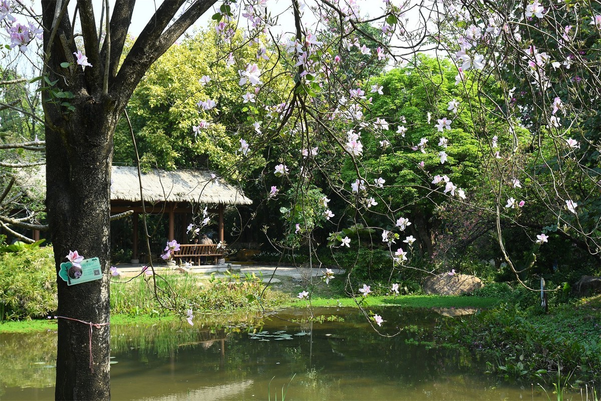 海珠湿地花似锦